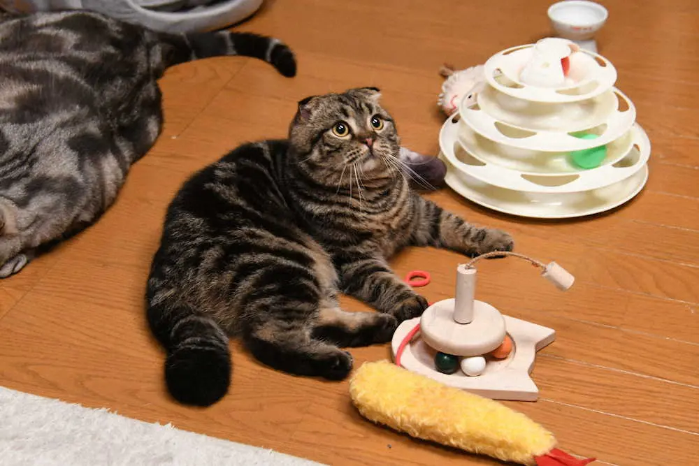 【画像・写真】テレ朝「警視庁・捜査一課長」　好評「あずき」出演続行　事件解決の鍵に