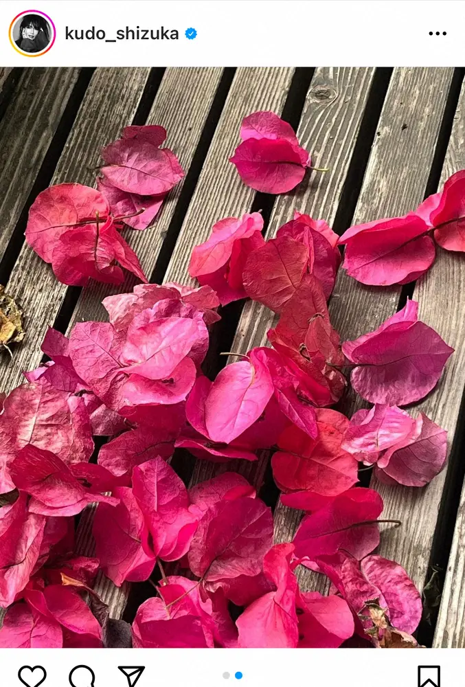 【画像・写真】工藤静香　母の家に咲いたブーゲンビリア披露　美しさにうっとり「見事で心を奪われてしまいます」