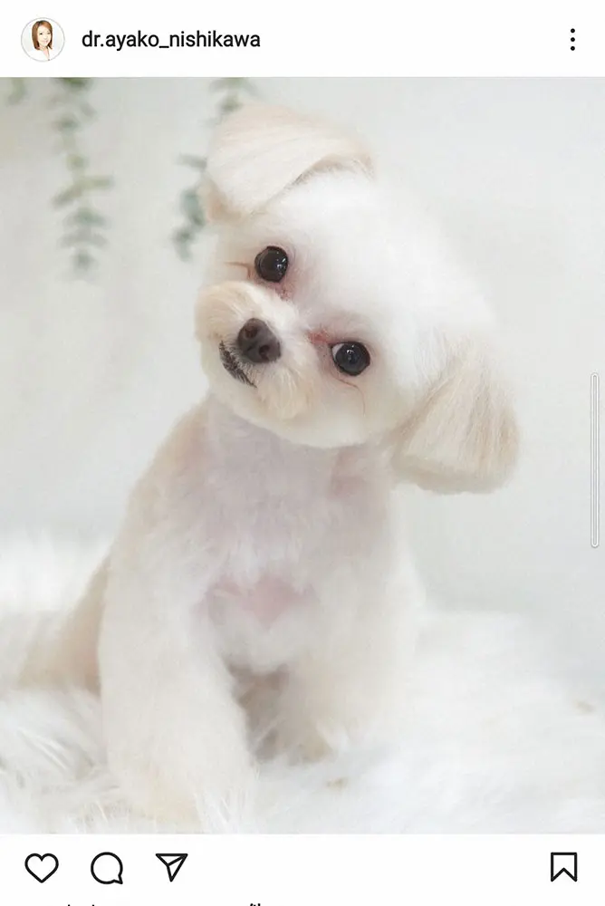 【画像・写真】西川史子「大切な娘」ココちゃんが6歳に「病気になって、本当に助けてもらいました！」