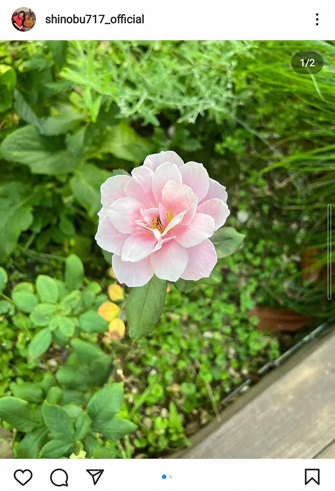 【画像・写真】大竹しのぶ　三浦春馬さんとの思い出話つづる「自分も絶対結婚式したいって…」