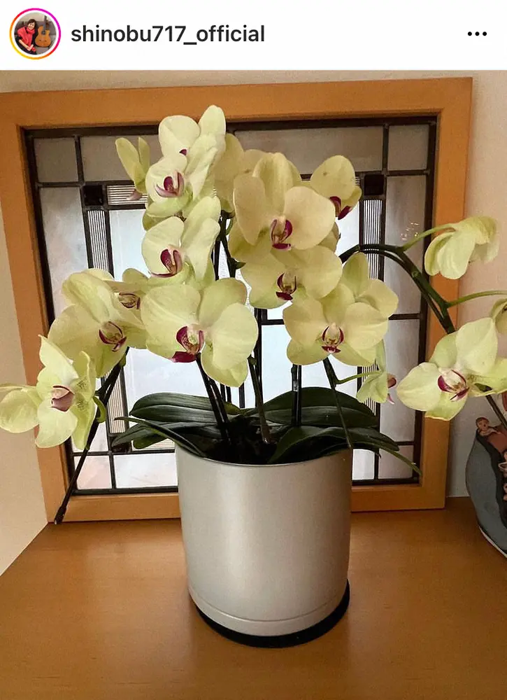 【画像・写真】大竹しのぶ　「もう少し元気でいてくれたら」中居正広から贈られた花の植え替え報告に「素敵です」の声