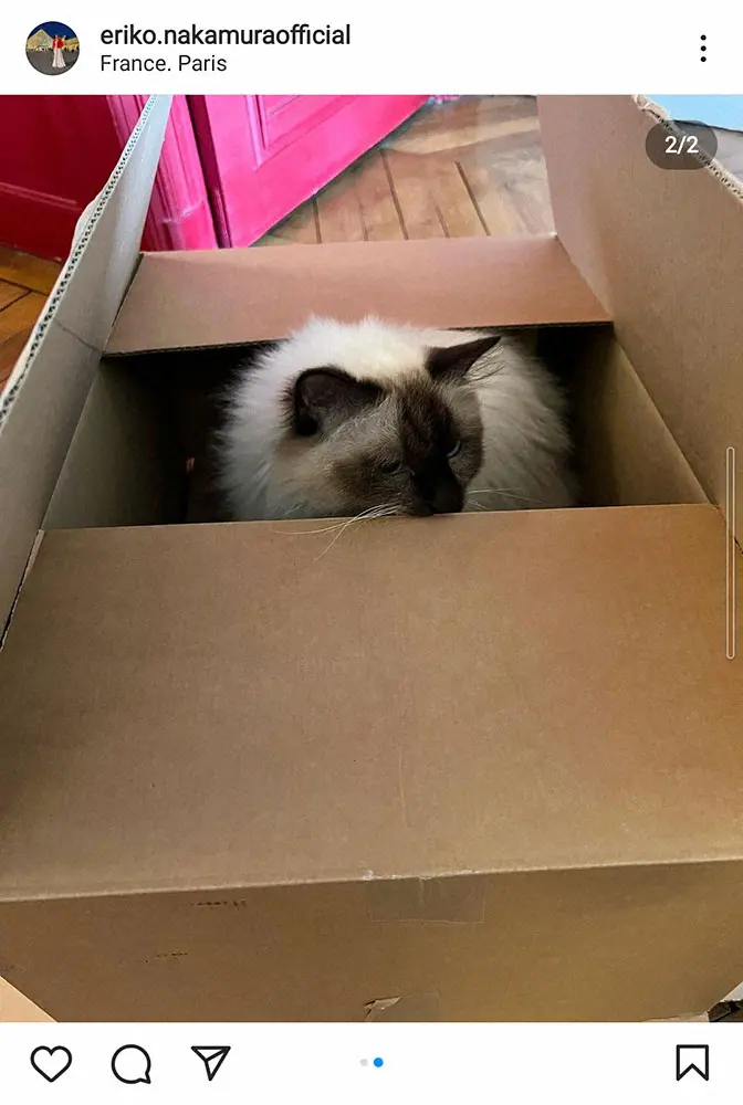 【画像・写真】中村江里子　パリで飼っている愛猫は“バイリンガル”!?「2ヶ国語、分かっているのかしら？」