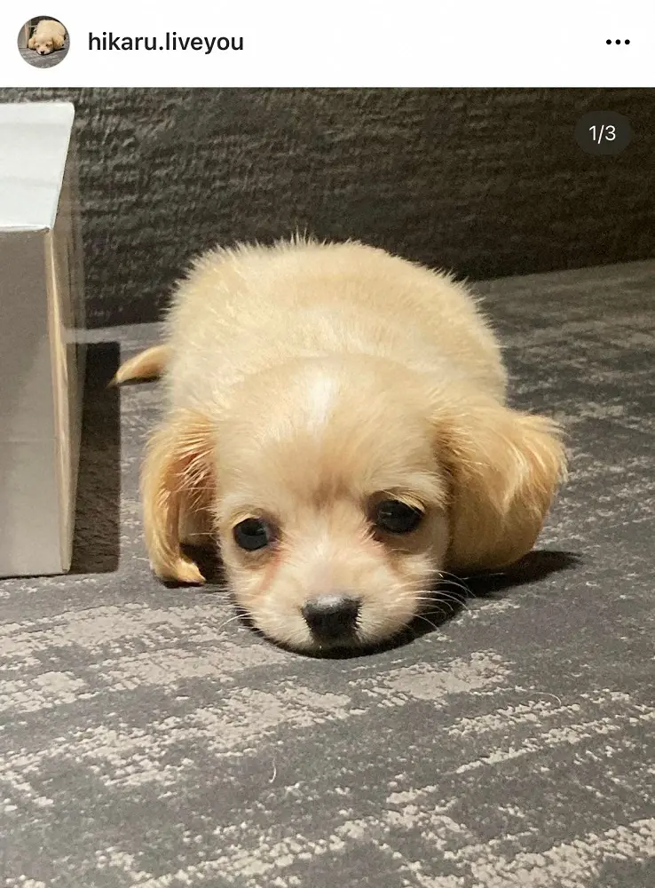 【画像・写真】ヒカルついに…！「大切な家族が増えました」専用インスタ開設する溺愛ぶり　ファンびっくり「愛情すごい」