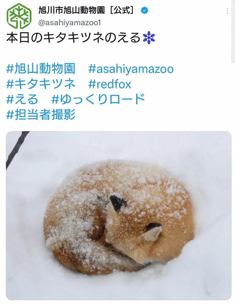 【画像・写真】旭山動物園がほっこりツイート　丸くなった”北国育ち”のキタキツネに「揚げパンに見えました」