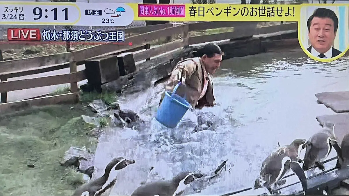 ペンギンのいる池に落ちるオードリー・春日（日本テレビ「スッキリ」から）
