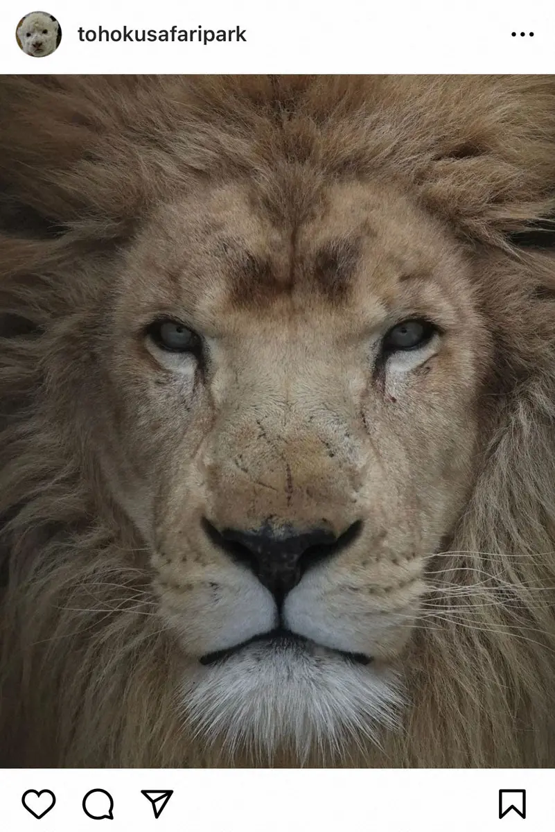 【画像・写真】「東北サファリパーク」ホワイトライオンが「癌により亡くなりました」　今月の17日に