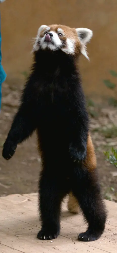【画像・写真】マツコ　人気レッサーパンダ「風太くん」の今に驚き　人間に換算すると80歳超え、今年は記念イヤー