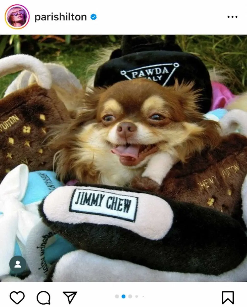 【画像・写真】「ずっと愛してるよ」パリス・ヒルトン悲痛…愛犬「ハラジュク・ビッチ」23歳で死す