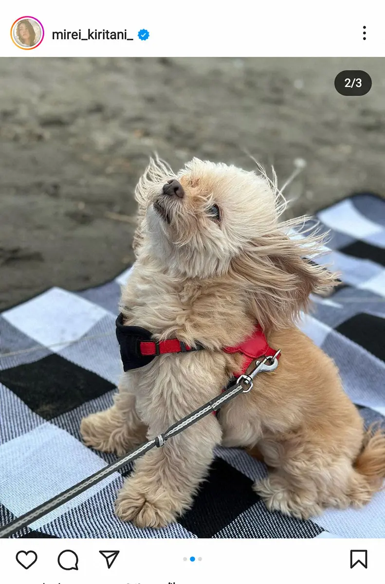 【画像・写真】桐谷美玲　強風に立ち向かう愛犬の様子披露「強風ぱっちゃん。ごめん」に「可愛すぎる」の声