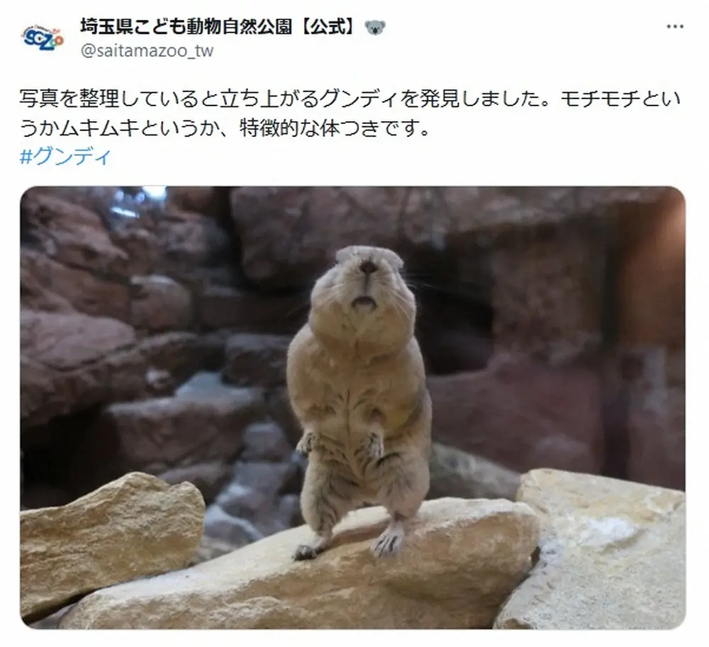 【画像・写真】岩場のリアルツムツム！アフリカのネズミ・グンディに注目集まる「すみっコぐらし」「初めて見た！」