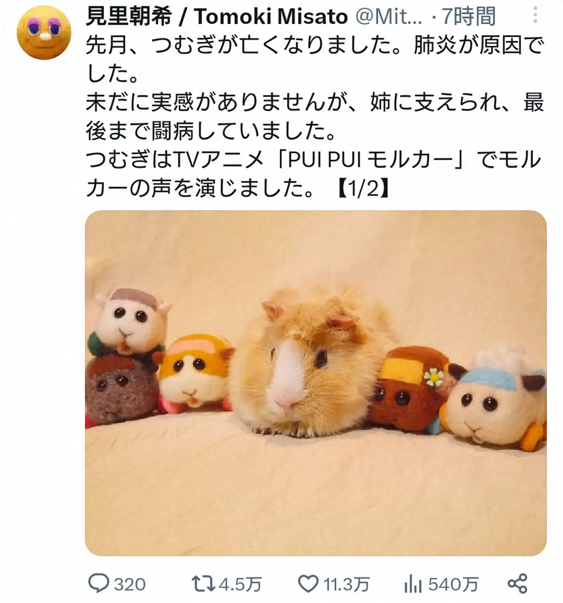 【画像・写真】モルカーの声を担当、モルモットの「つむぎ」天へ…4歳10カ月、「最後まで闘病していました」