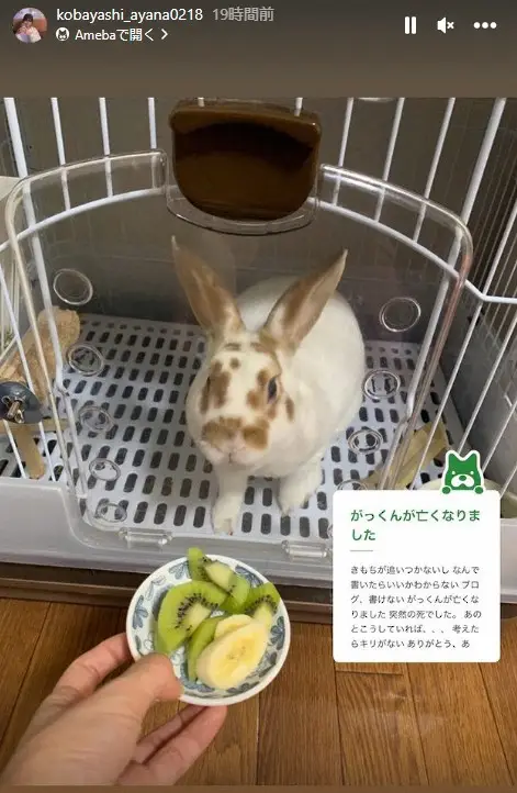 【画像・写真】小林礼奈、最愛のペットが突然死「数時間前まで何の前兆もなく…」ファンから愛されたがっくん、追悼続々