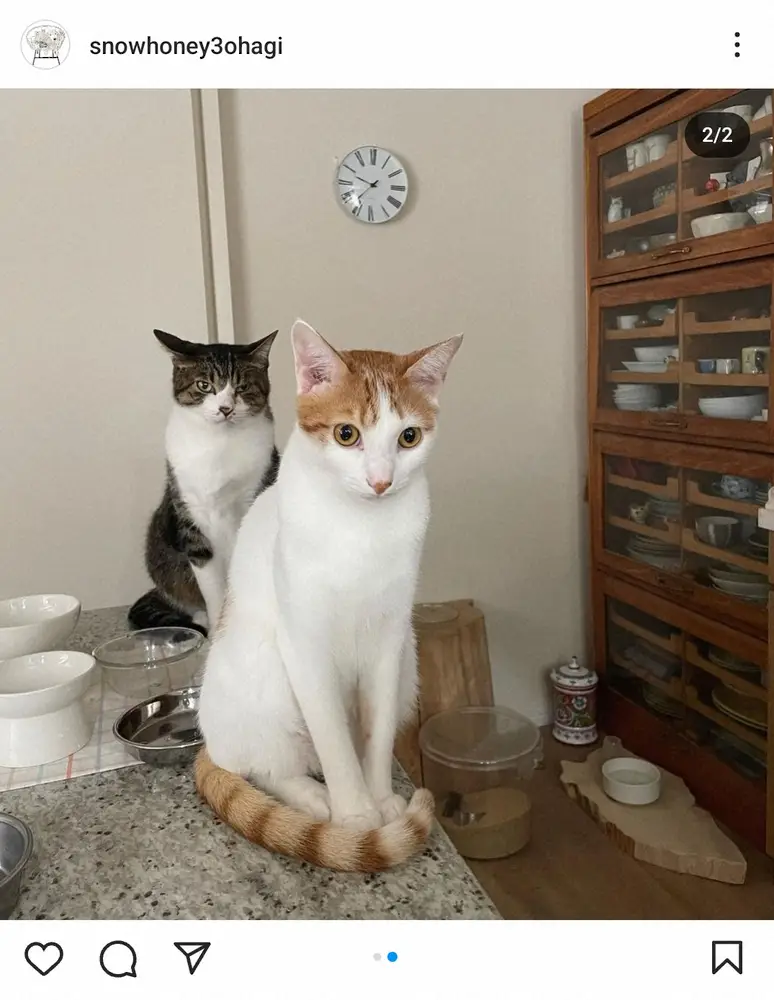 【画像・写真】石田ゆり子　久しぶりの海外はイギリス旅で英語学習の成果実感！帰国後「猫たちはいつも通り」