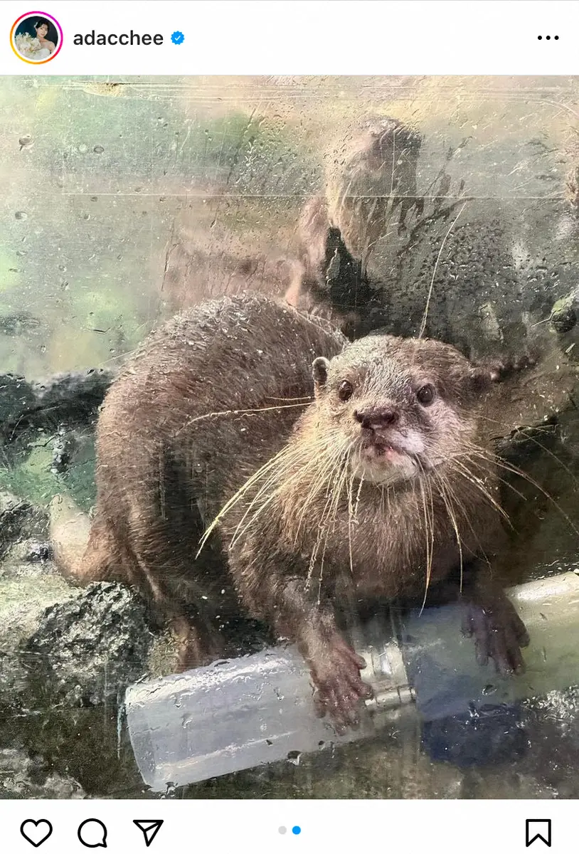 【画像・写真】足立梨花「わたしいた」 そっくりさん公開に反響「目が似てる」「何気に似てます」の声