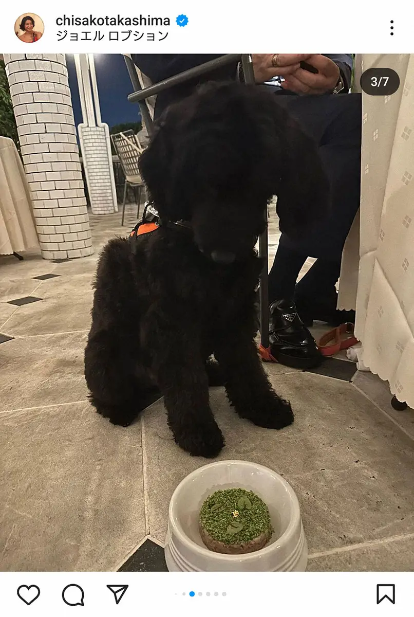 【画像・写真】高嶋ちさ子　愛犬とジョエル・ロブションで豪華ディナー「お犬様用のメニューが沢山あって、衝撃」