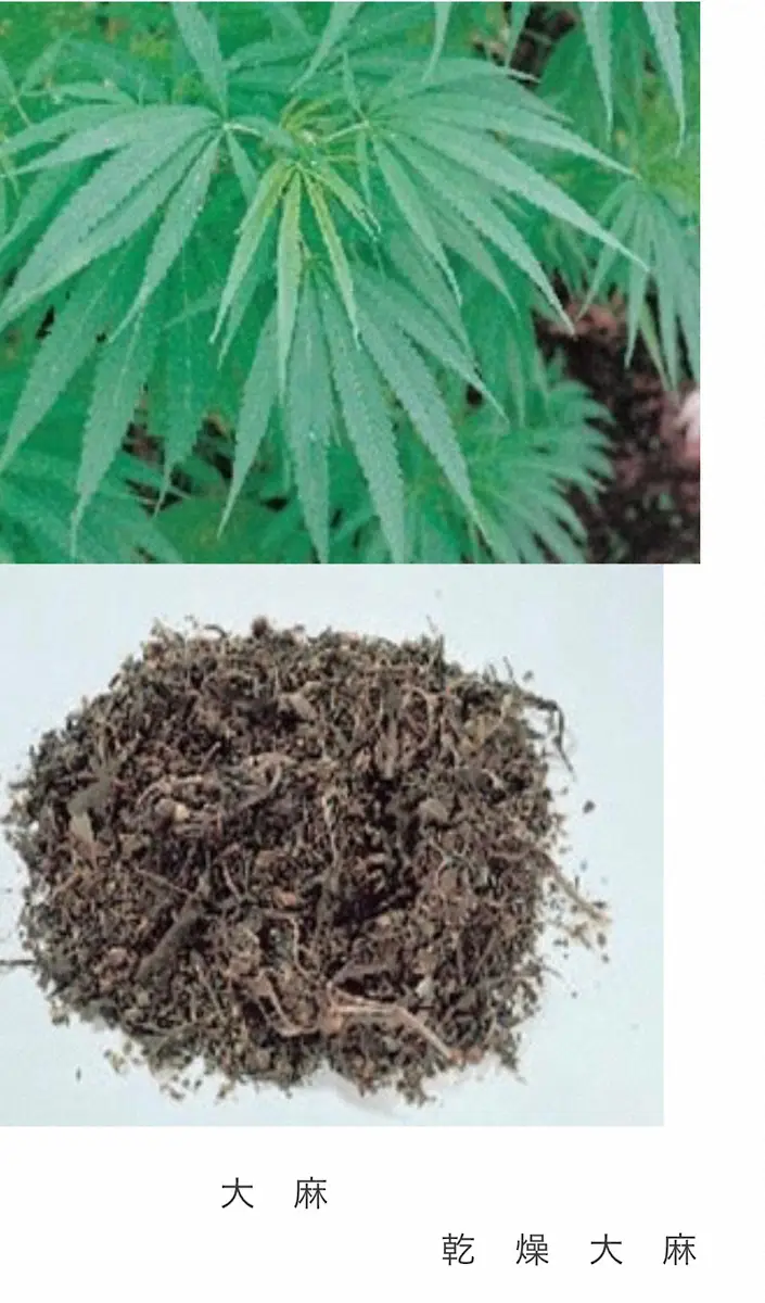 【画像・写真】大麻、乾燥大麻（警察庁公式サイトより）