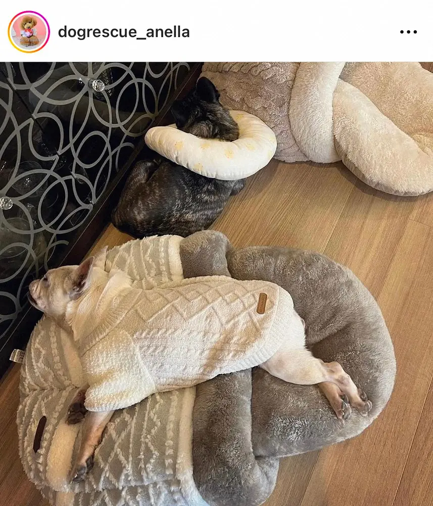 【画像・写真】保護犬団体、浜崎あゆみの“神対応”明かす　つらい過去抱える2匹の犬を…ネット感涙「見る目変わった」