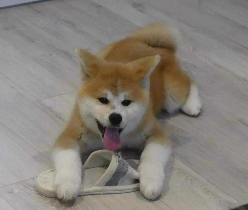 【画像・写真】ザギトワに贈られた秋田犬マサルの生後３カ月の愛らしい姿