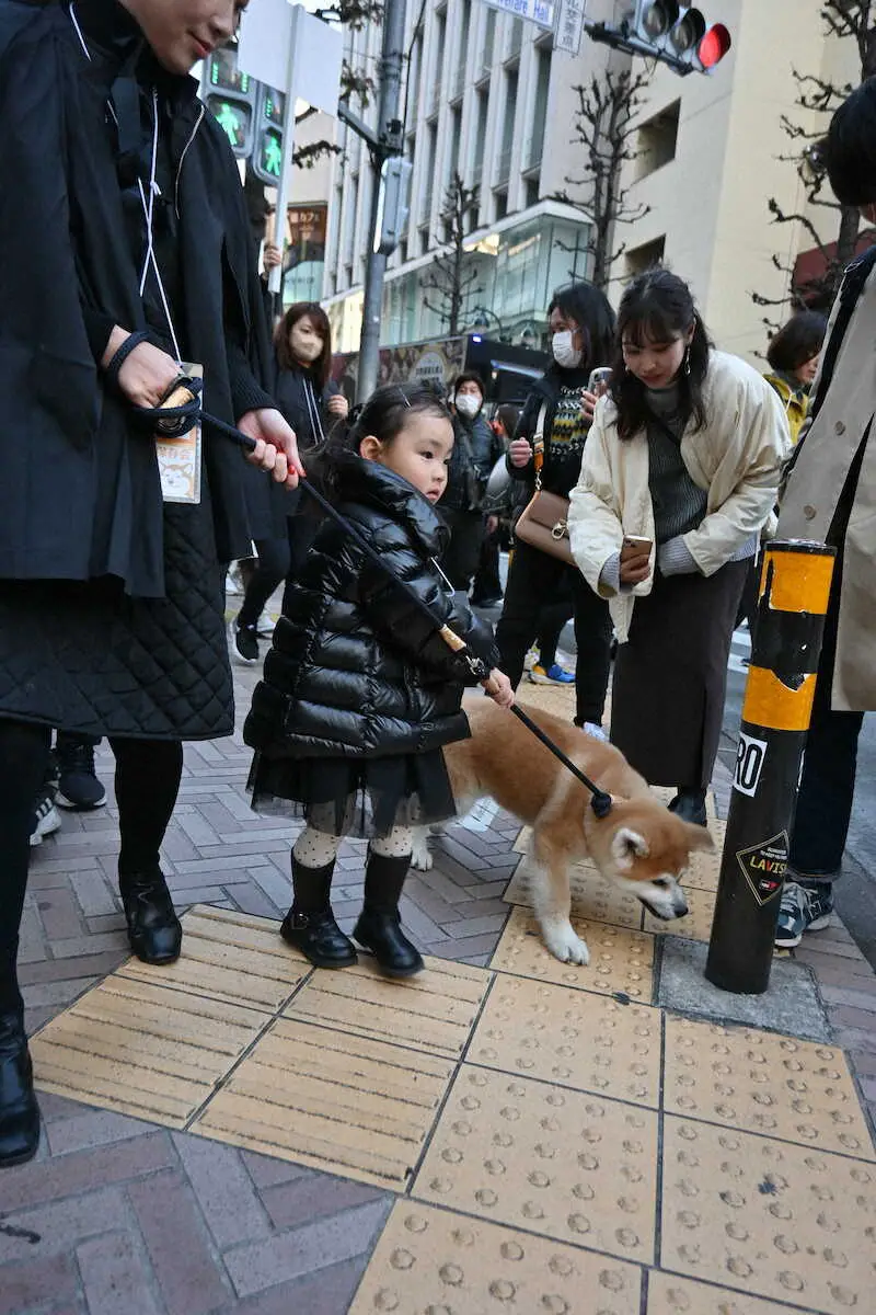 【画像・写真】秋田犬38頭が渋谷を大行進！！　街では「可愛い！！」の大歓声　忠犬ハチ公生誕100年記念で