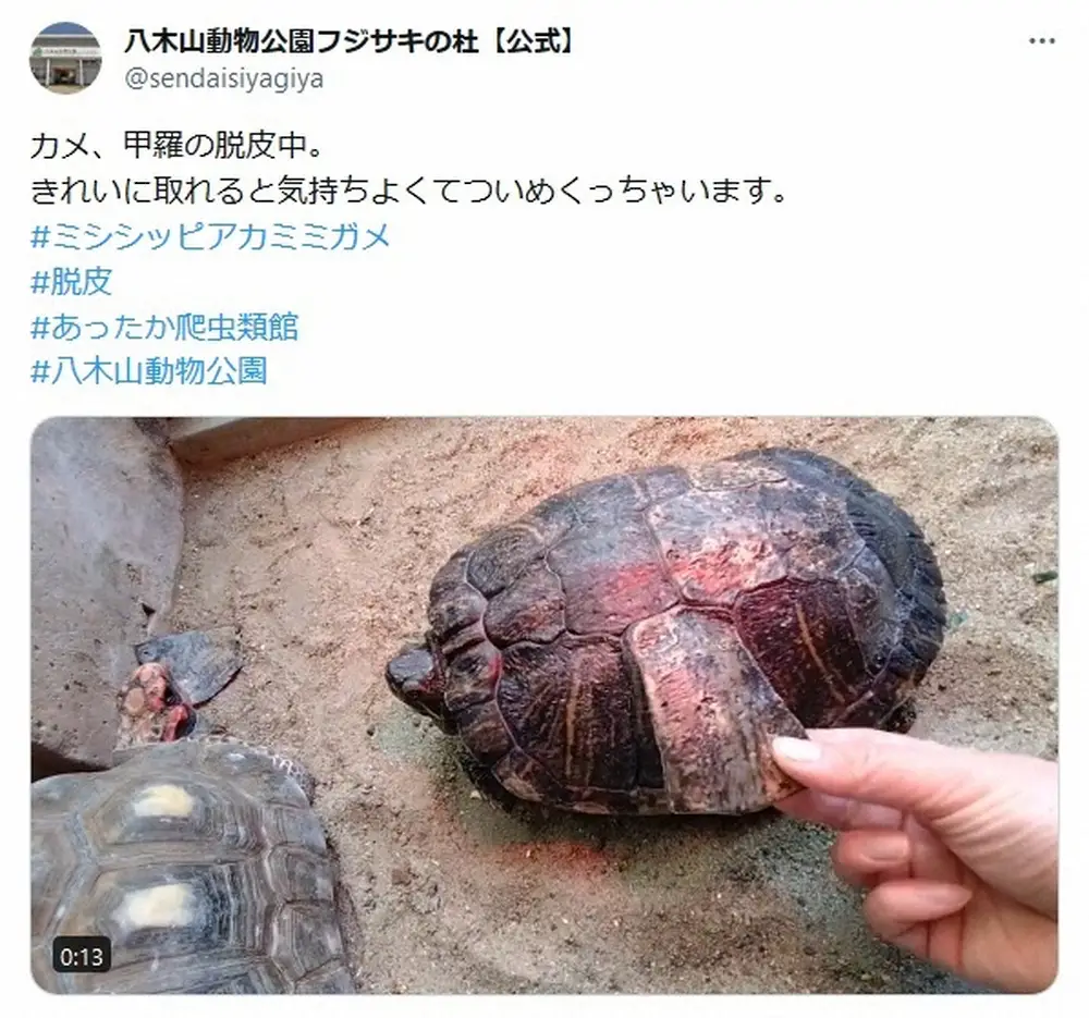【画像・写真】八木山動物公園　「きれいに取れると気持ちよくてつい…」衝撃動画が反響「脱皮するんだ」「かさぶた感」
