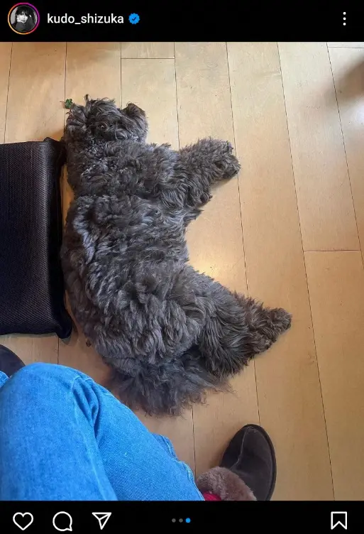 【画像・写真】工藤静香　“天然”髪飾り＆鷹の絵画公開に「素敵な髪飾り」「久々のしぃ画伯」「カッコいい鷹」