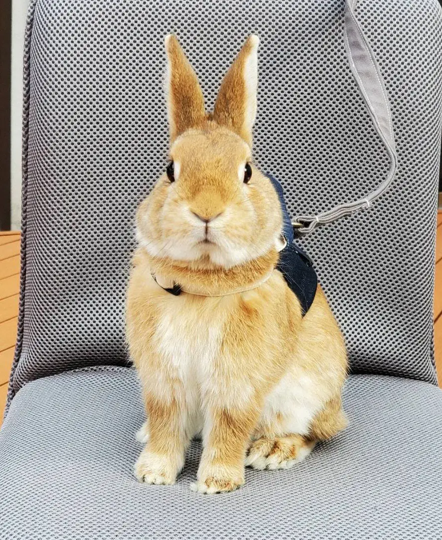 【画像・写真】安住紳一郎アナ「本来いないはずのウサギが大発生…」神奈川県逗子市の山中などで30羽以上保護