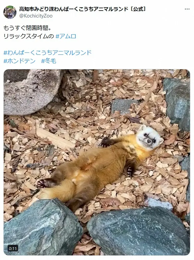 【画像・写真】わんぱーくこうちアニマルランド　準絶滅危惧種のホンドテン、危機感なさすぎる“ヘソ天”姿にほっこり