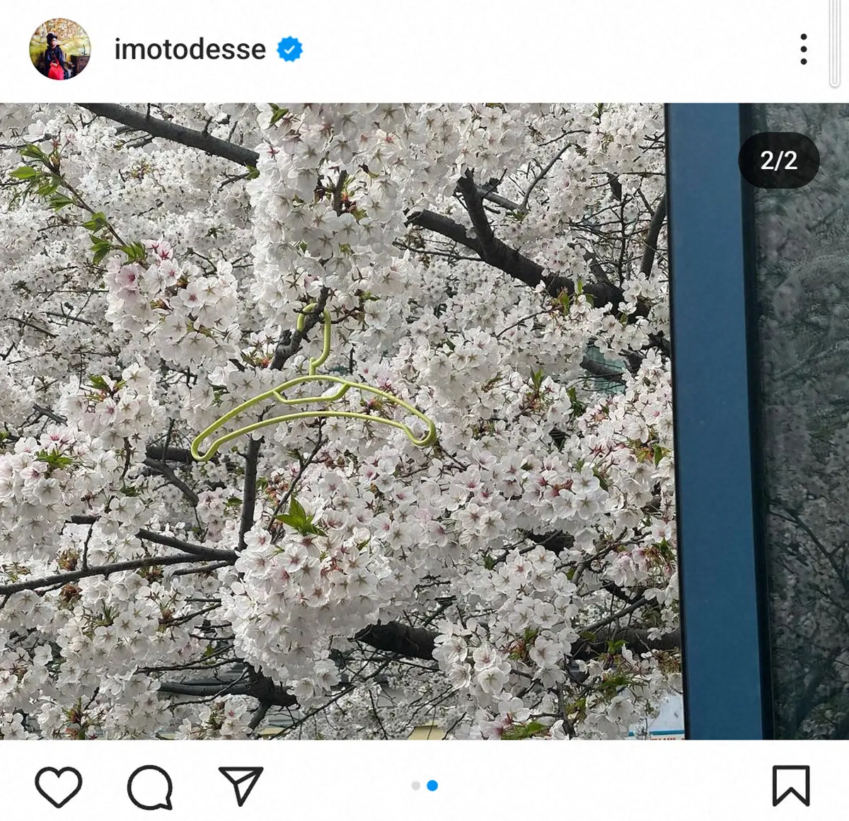 【画像・写真】イモトアヤコ　満開の桜に「異国で感じる春」も…気づいた「違和感」に「謎すぎ」「ミステリー」の声