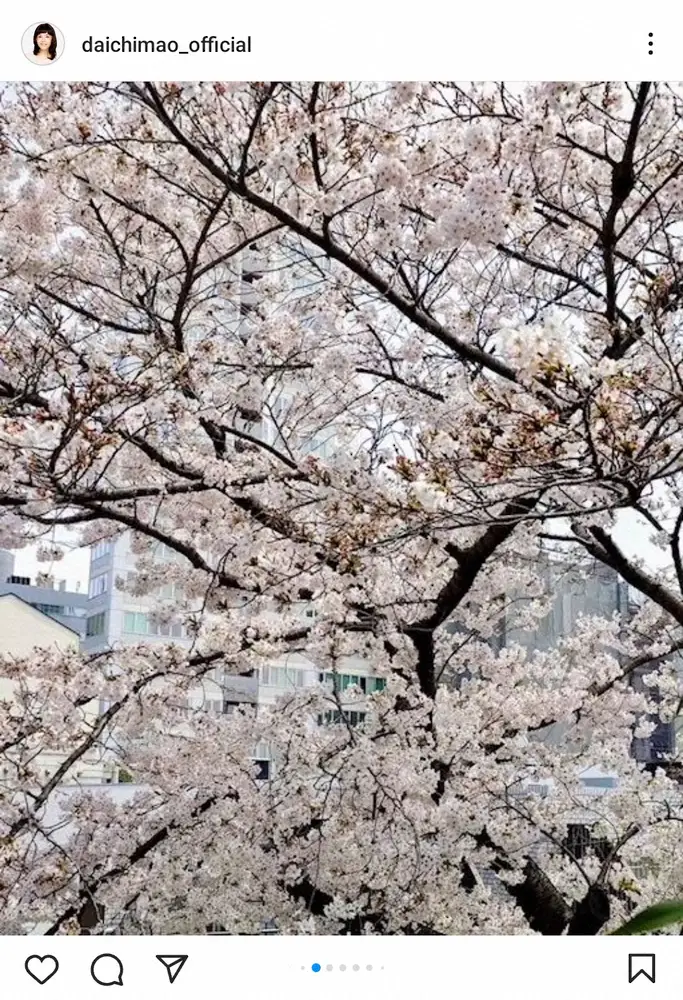 【画像・写真】大地真央　「昨日はお家でお花見」自宅テラスでの豪華花見&満開の桜に「最高にオシャレで贅沢」の声