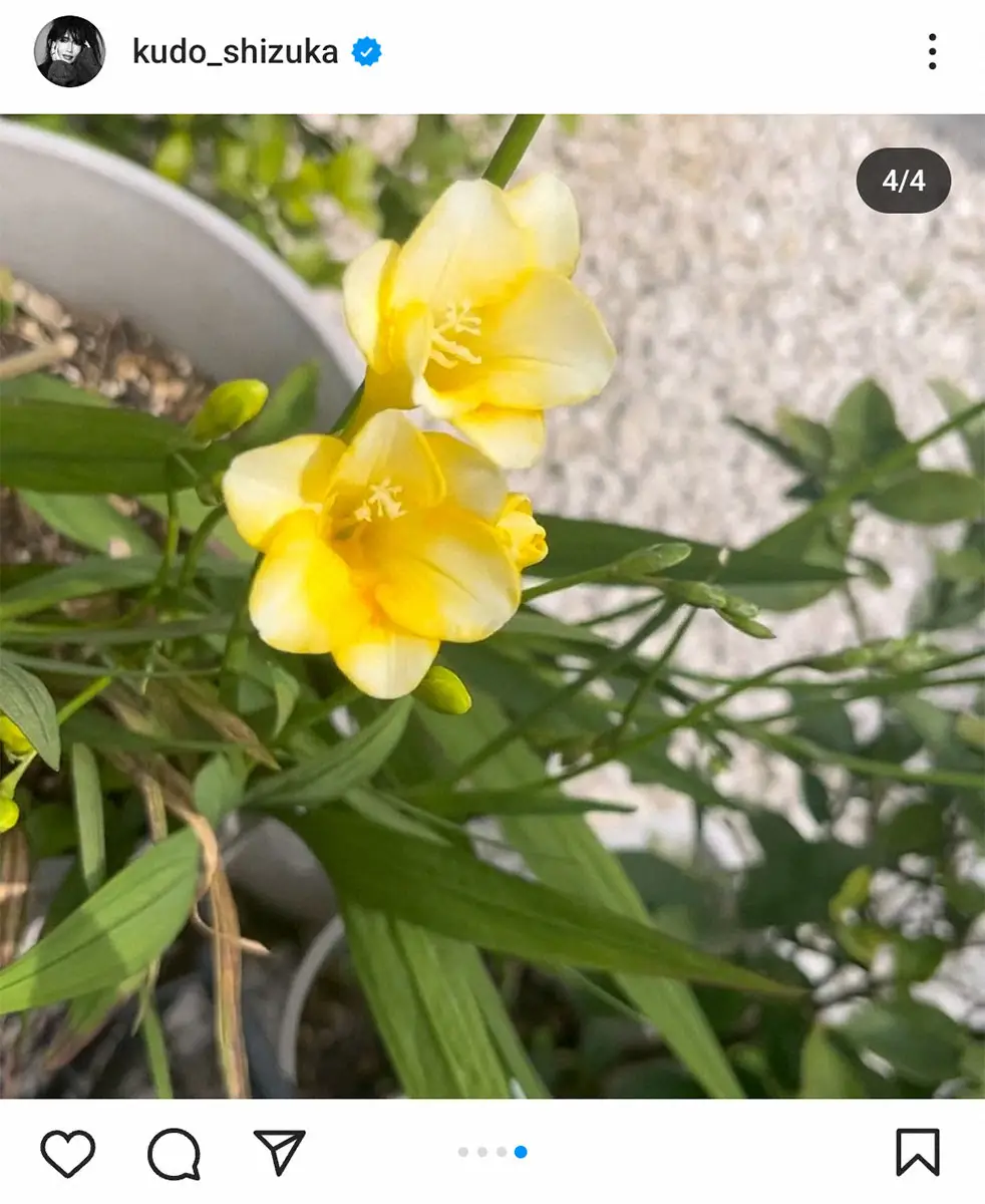 【画像・写真】工藤静香　ラベンダー色の春色コーデ披露　楽曲名にも使用、黄色の「香雪蘭」が咲いたと喜びの報告も