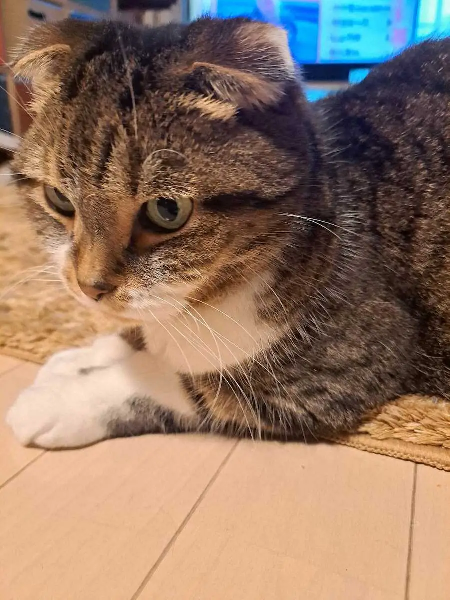 【画像・写真】谷口キヨコ　ネコの飼い主歴25年（4）　愛猫・銀次郎が発病「食欲がない」は大きな大きな不調のサイン