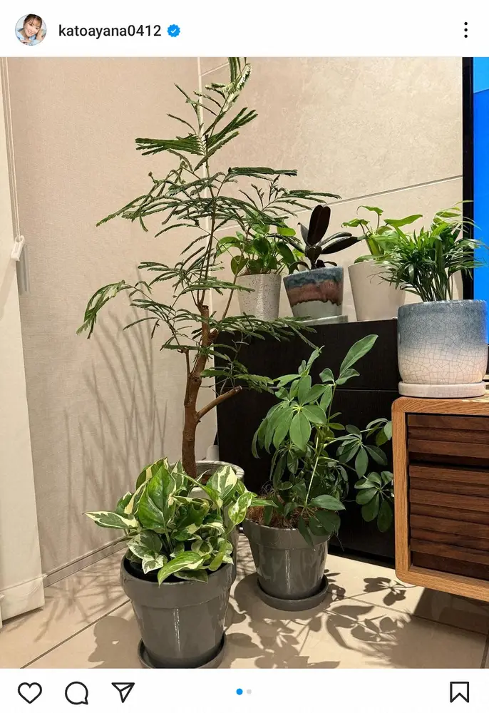 【画像・写真】加藤綾菜　元は100均!　自宅の観葉植物が話題「どこまで立派に育つか楽しみ」に「凄い」「コツ教えて」