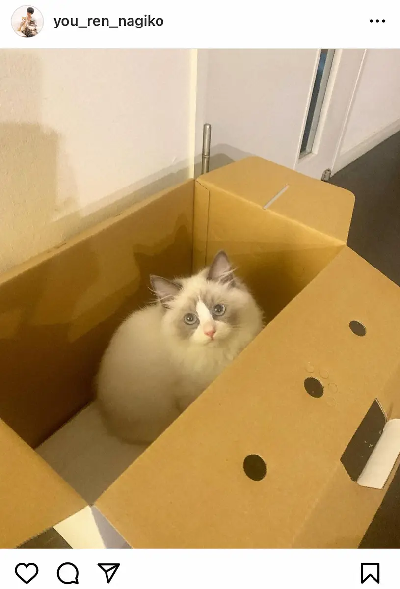 【画像・写真】遠野なぎこ　猫引き渡し時のペットショップの説明にショック「『えっ…』って、なっちゃった」