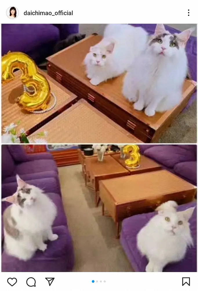 【画像・写真】大地真央　超ビッグサイズ！愛猫3歳の誕生日を報告「愛が一番」「ご夫妻の宝物」「メッチャ可愛い」