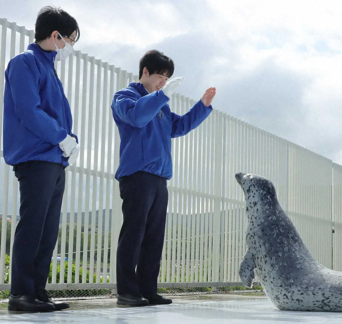 【画像・写真】名人戦第5局前日　藤井聡太名人と豊島将之九段がゴマフアザラシの餌付け体験を堪能
