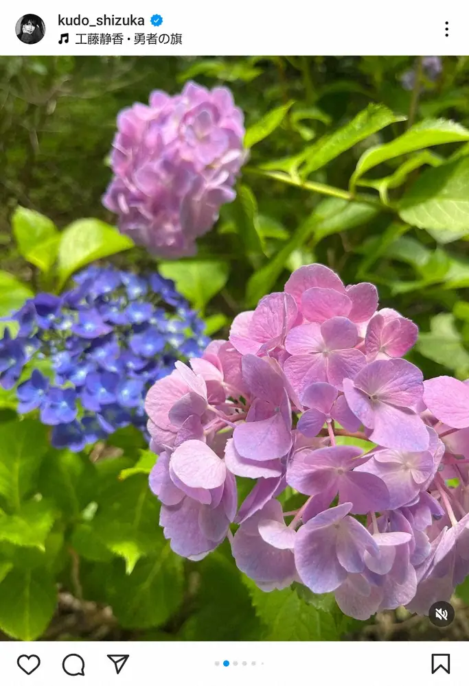 【画像・写真】工藤静香　「側から見たらかなり気持ち悪いかもしれない」美しい花を見つけ思わず取った行動に反省