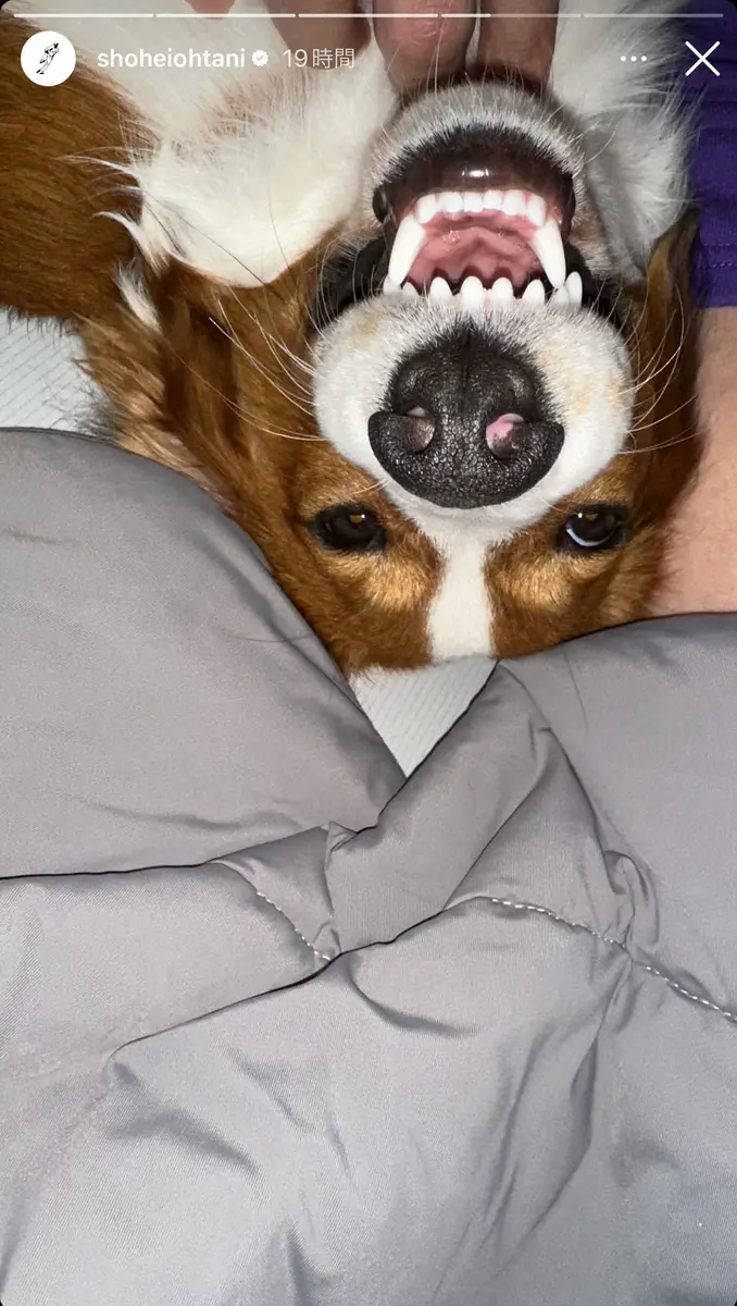 【画像・写真】大谷翔平　愛犬デコピンの“どアップ”写真公開　「芸能人レベル」歯の白さ注目「お手入れまで完璧」