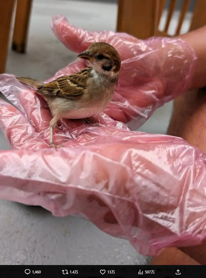 【画像・写真】スギちゃん　スズメの命救った！　フォロワーが思わず「すごい」とうなった介抱の様子とは