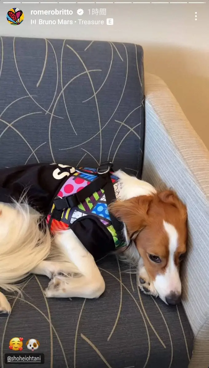 【画像・写真】大谷翔平「現代のピカソ」と対面　デコピンは特製ハーネス身につけソファでのんびり