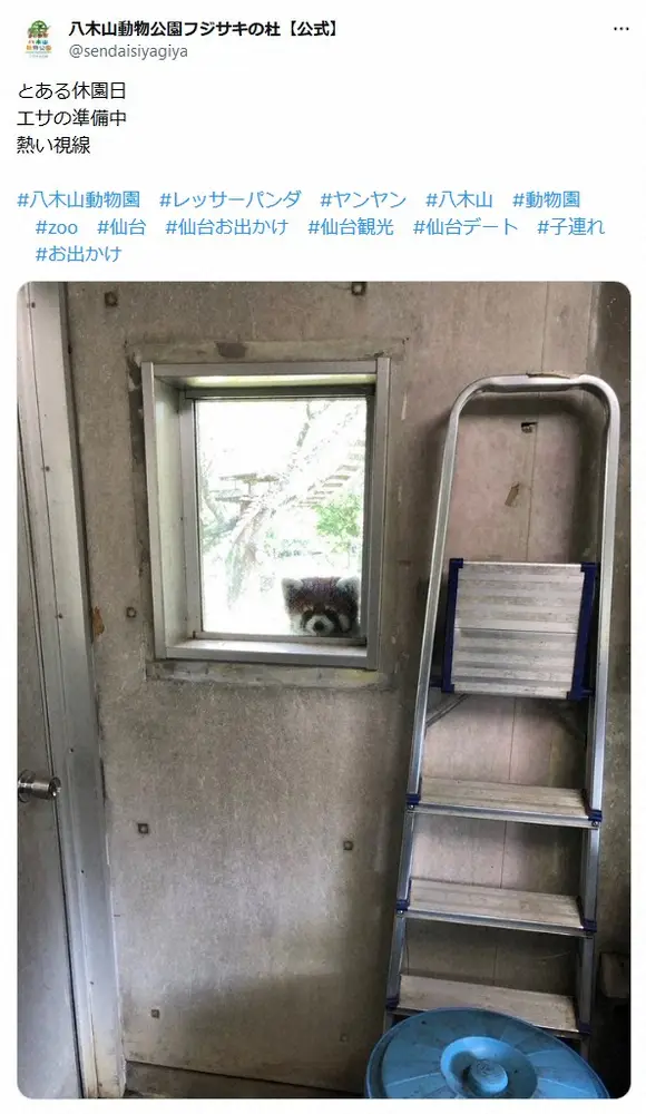 【画像・写真】八木山動物公園の“前科一犯”レッサーパンダ・ヤンヤンの“圧”に「めっちゃ見てる」「可愛い」の声