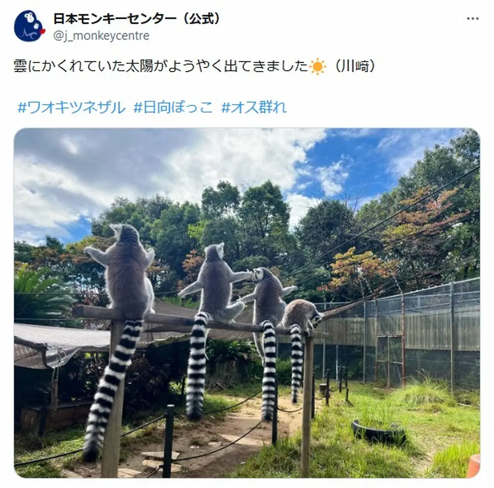 【画像・写真】パアァァ…！日本モンキーセンターのワオキツネザルの“召喚ショット”に「嬉しそう」「可愛い」の声