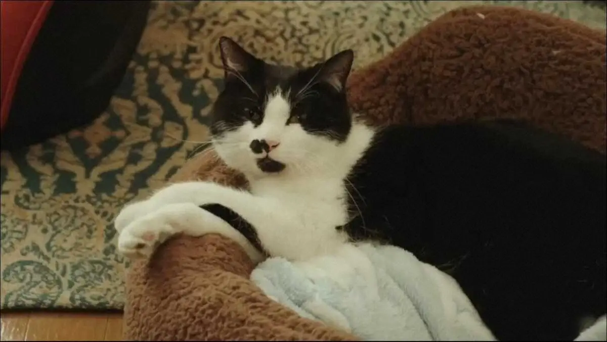 【画像・写真】映画「あの人が消えた」　猫の演技にも注目！？　監督が異例の告知動画を作成