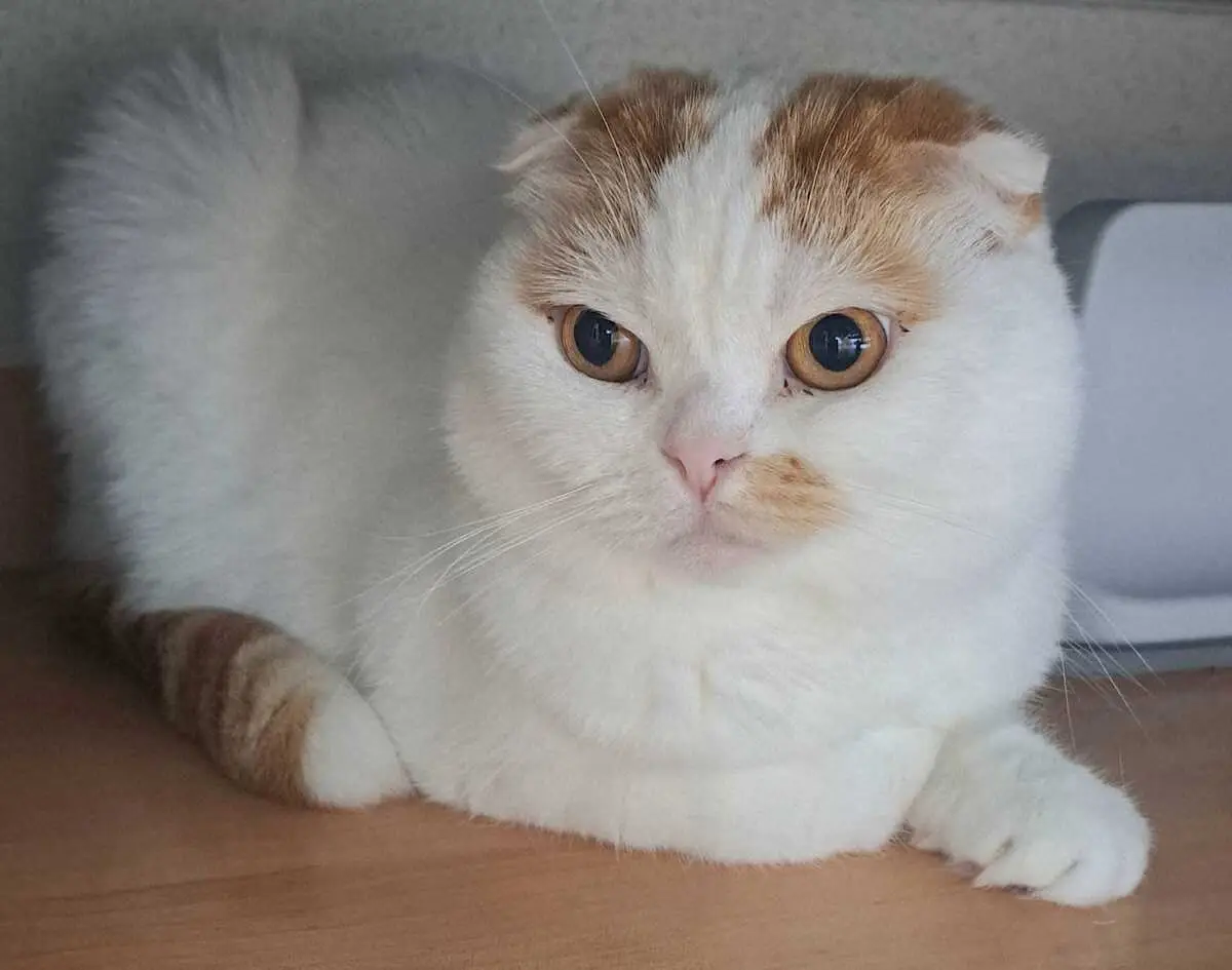 【画像・写真】谷口キヨコ　がむしゃら人生にも訪れる“落ち着きシーズン”良くも悪くも自分見つめる時間ができる