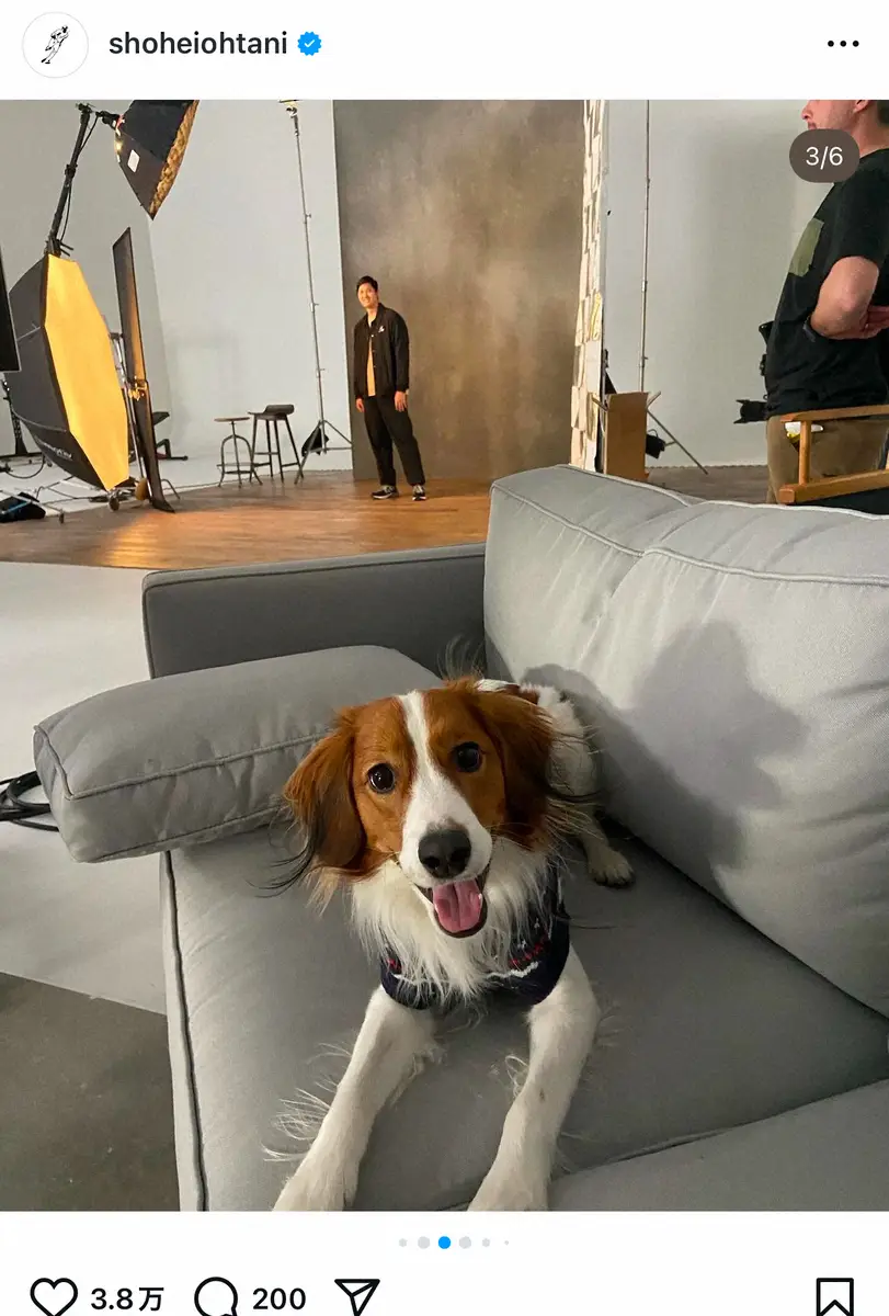 【画像・写真】大谷の撮影中にソファーでくつろぐデコピン（大谷翔平のインスタグラム＝@shoheiohtaniから）