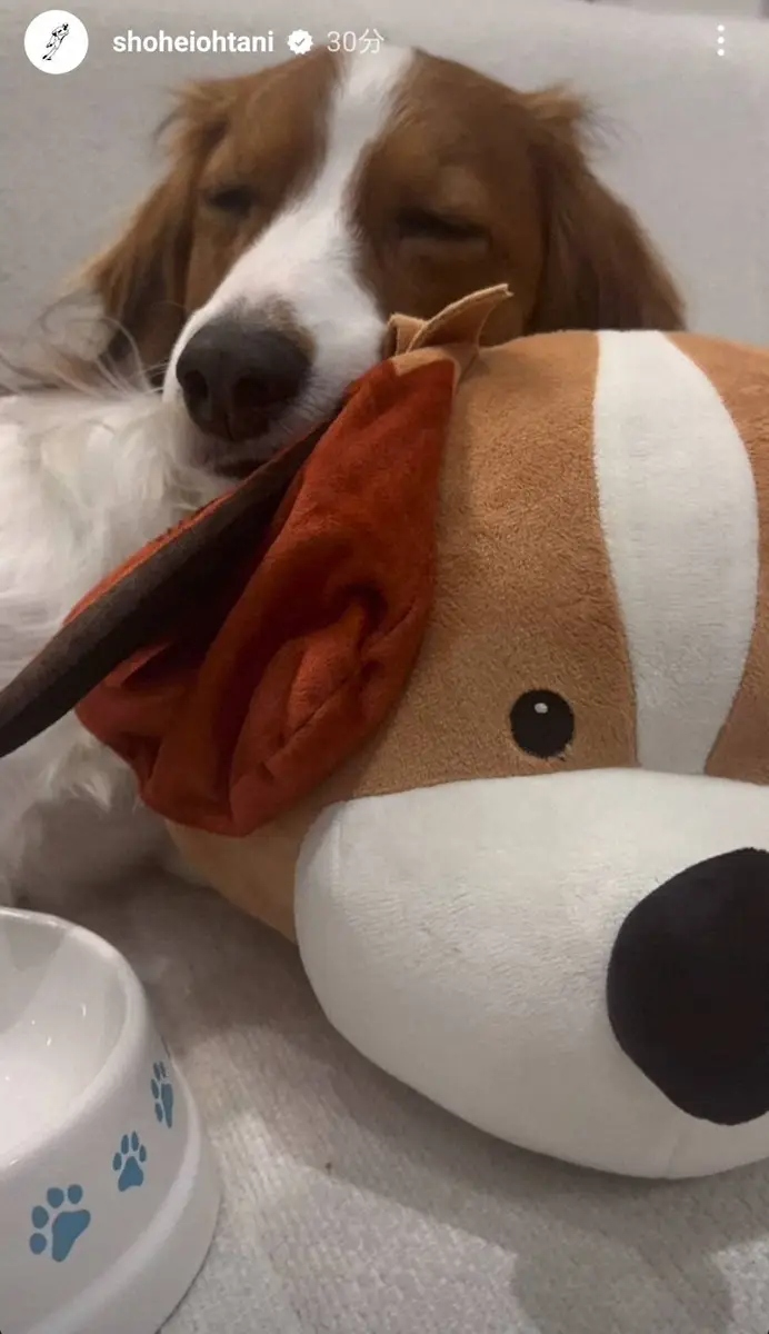【画像・写真】いい気持ち…ワンちゃんの縫いぐるみを枕に目がとろんのデコピン（大谷翔平のインスタグラム＝@shoheiohtaniから）