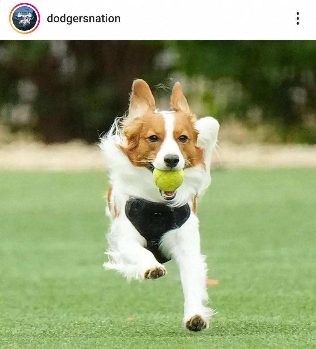 【画像・写真】大谷翔平　愛犬家の一コマを地元メディアが公開「犬は人間の最良の友」ファンも「かわいい」