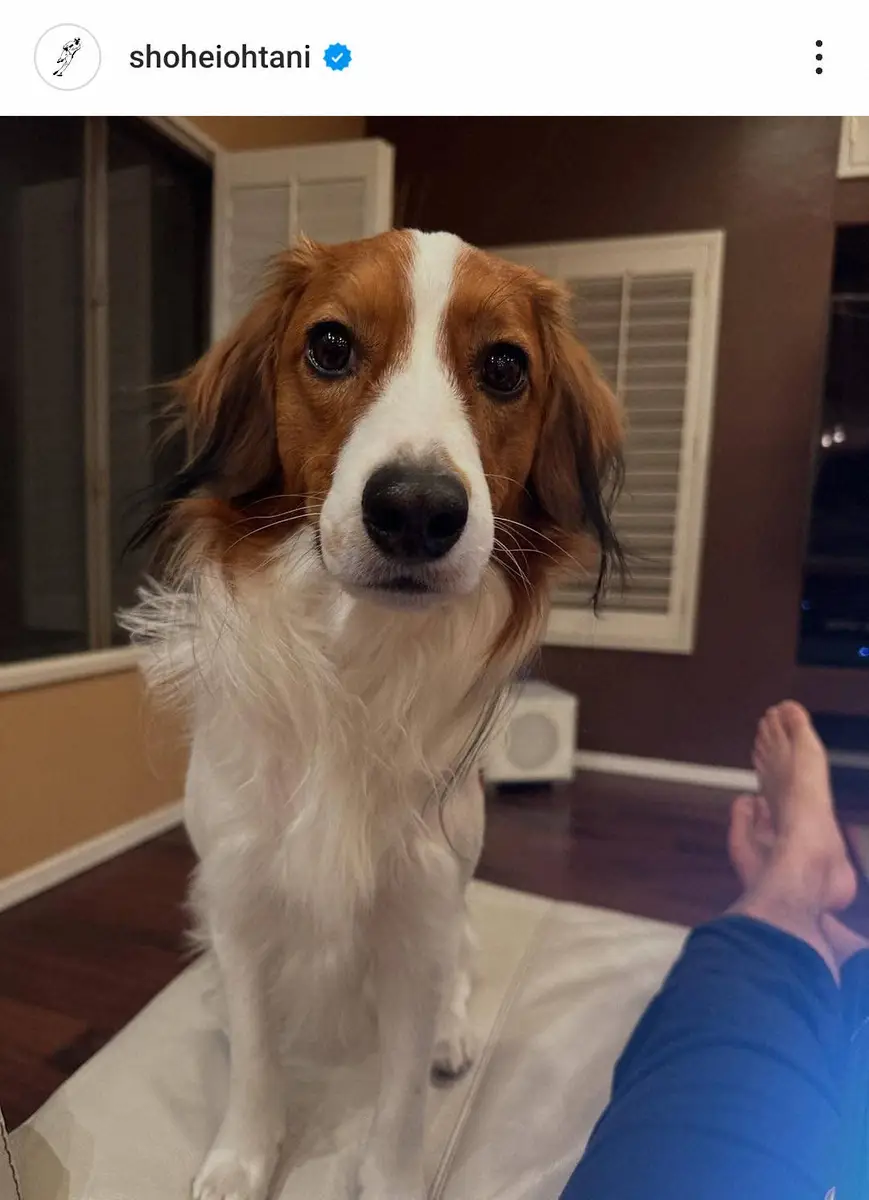 【画像・写真】大谷翔平　愛犬デコピンとのリラックスタイム写真公開「パパ遊ぼって言ってるんでしょうか」