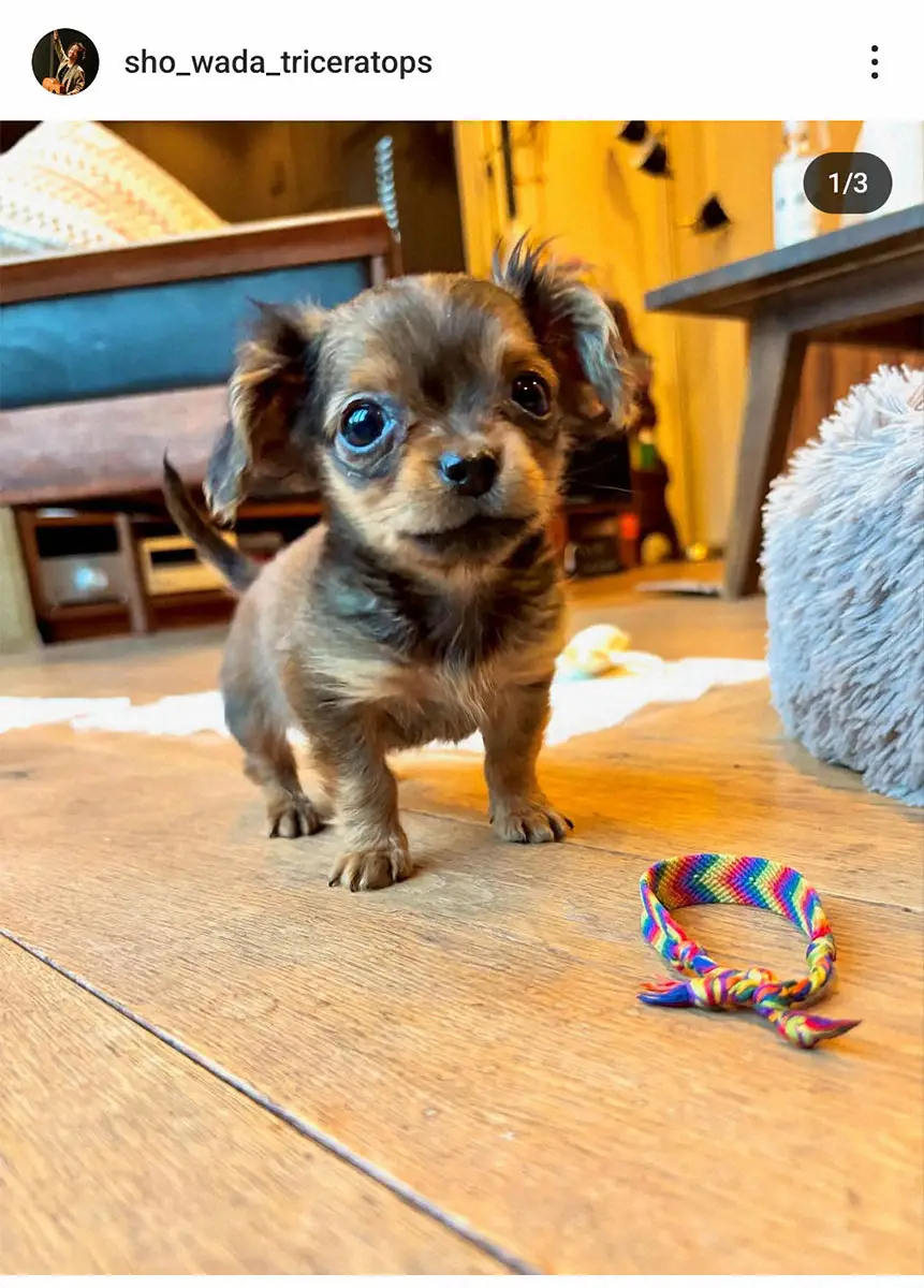 【画像・写真】和田唱　妻・上野樹里との「新しい家族」紹介に「可愛い」「唱くんにも、樹里ちゃんにも、似てる」の声