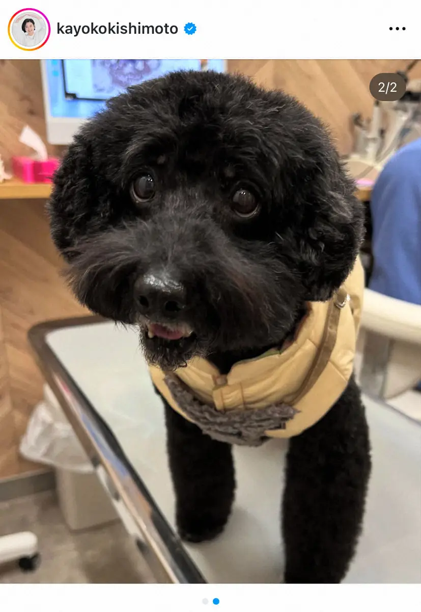 【画像・写真】岸本加世子　愛犬の背中に「硬い腫瘍」　がんの再発かと「血の気が引いた」