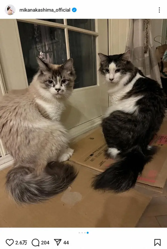 【画像・写真】中島美嘉「親バカ全開」お気に入りニットのヒミツに「ほんとに似てる」「これは買ってしまう」の声